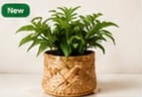 Flower Pot